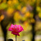 秋咲く薔薇