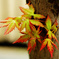 紅葉、開始～