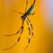 蜘蛛11