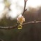 華一輪