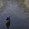 水たまりで