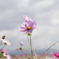 秋桜