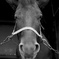 牧場の馬