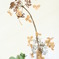 CorkHydrangea
