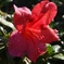 山茶花