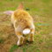 うさぎ２