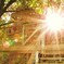 The Tree House