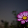 夜秋桜