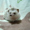 小さなお友達