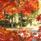 去年静岡の川根本町で撮った紅葉