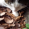公園猫74