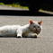 野良猫