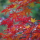 紅