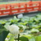 上越はすまつり