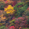 いろは坂の紅葉