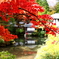 紅葉at日光