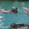 見つめ合い（天王寺動物園）