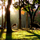 Three deer silhouettes