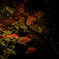 弥彦公園もみじ谷　2012/11/03