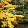 紅葉２