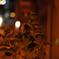 DSC02450