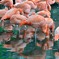 pink flamingo