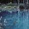 青い池