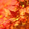 DPP_36425
