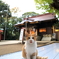 神社猫31