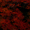 紅葉吹雪