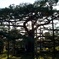 松（兼六園）