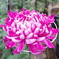 菊