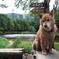 犬ー