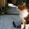 おすまし猫さん