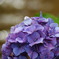 紫陽花