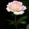薔薇