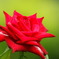 薔薇