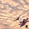 秋空