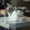 猫cafe #3