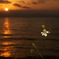 夕陽を受けて