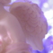 天使の羽