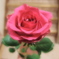 バラの花