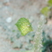 CRW_4434