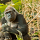 -Gorilla-