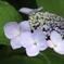 雨には紫陽花が似合う