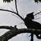黒猫silhouette