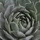 草
