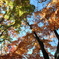 紅葉　雲場池