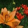 Lily Garden