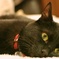 黒猫Lying